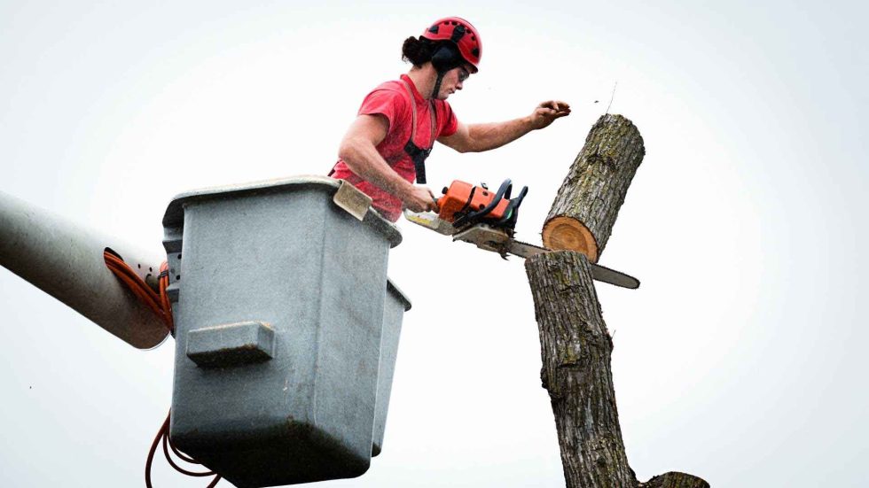 Tree Removal Services – Pinellas Park, FL | Lawn & Tree Salon