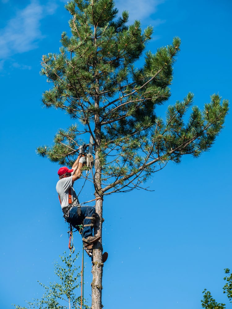 tree-trimming-removal-pinellas-park-fl