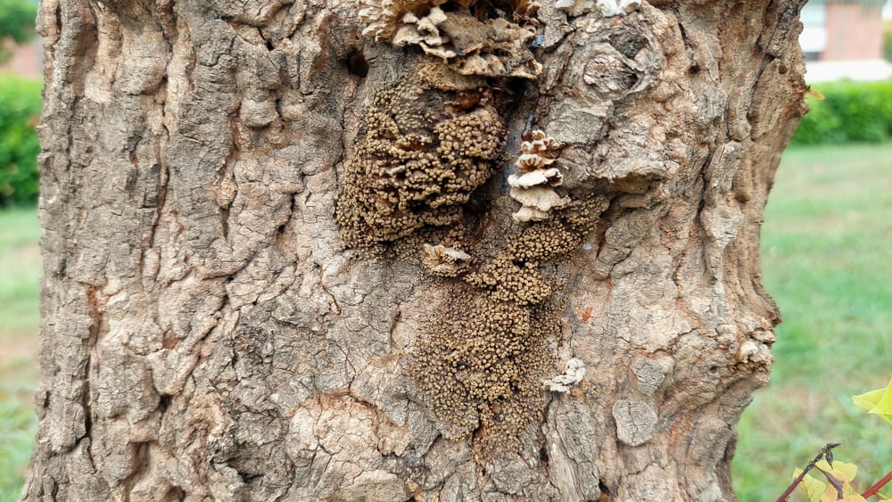 A type of fungus or lichen growing on a tree trunk with rough textured bark