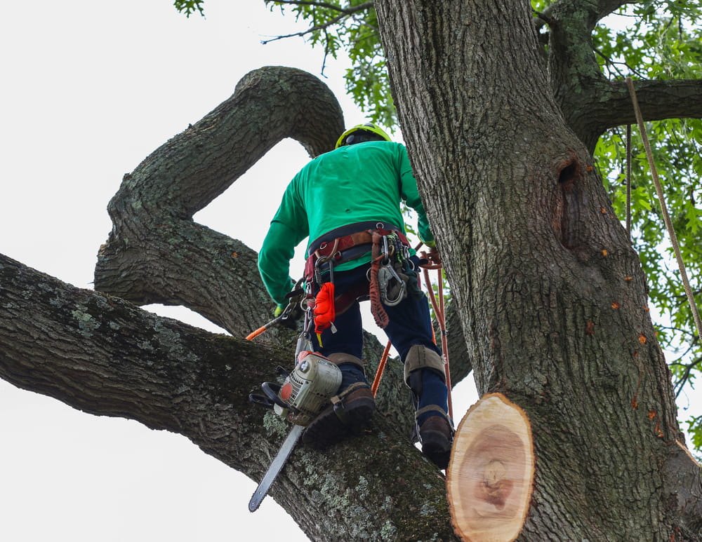 Man up a tree with a chainsaw to cut down branches working for a tree removal company