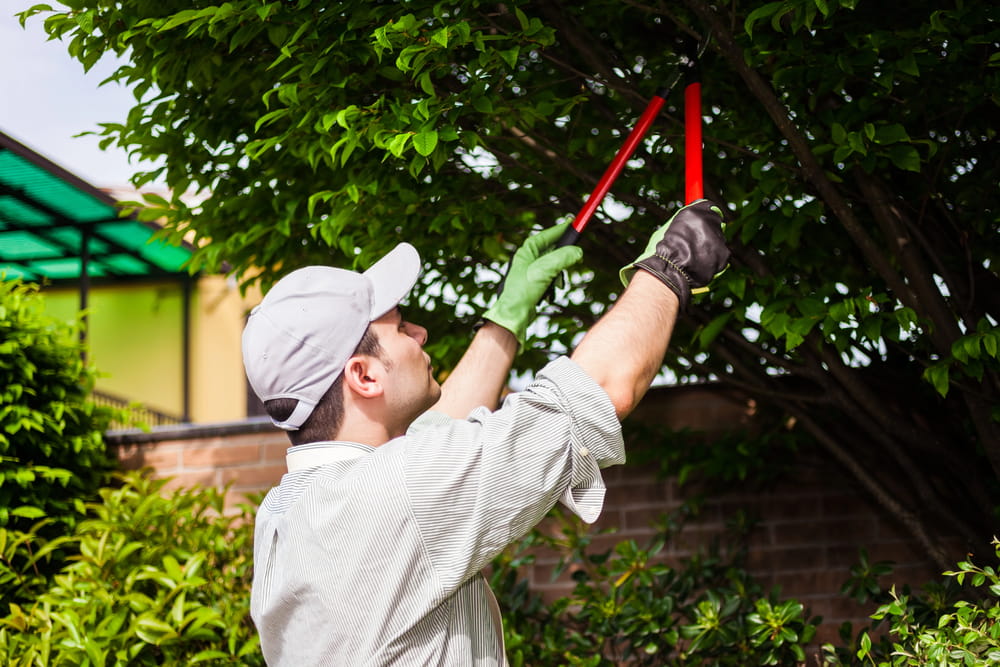 a professional doing tree care