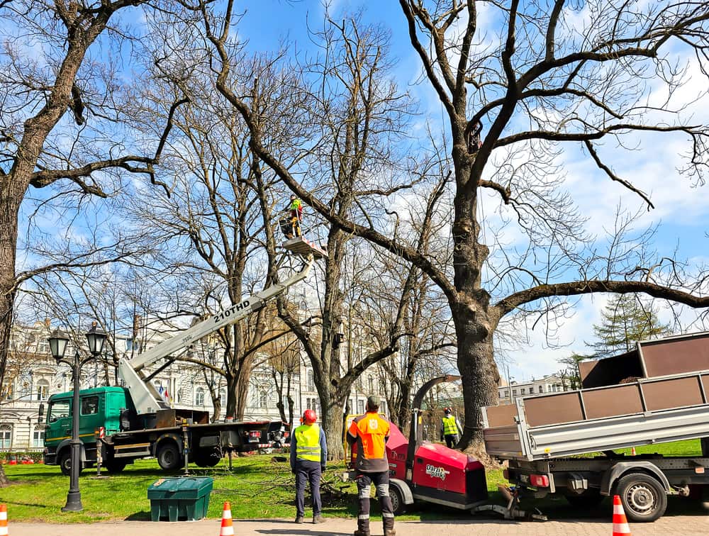 maintenance services take care of city trees by cutting branches