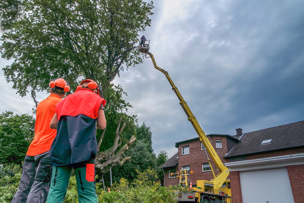 Workers fell a tree with a chain saw