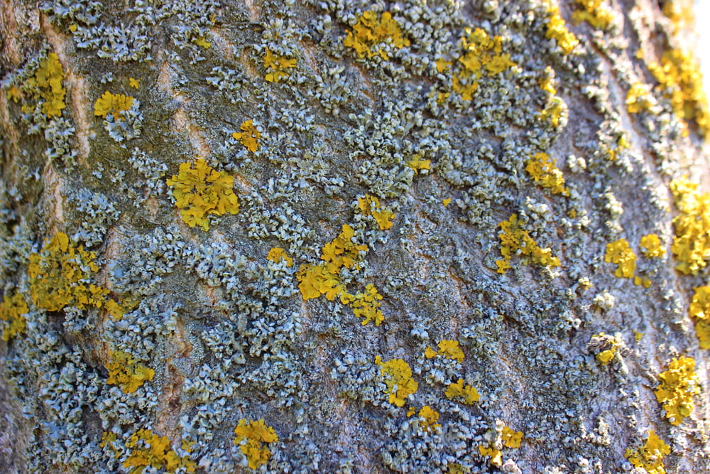 Lichen on tree bark