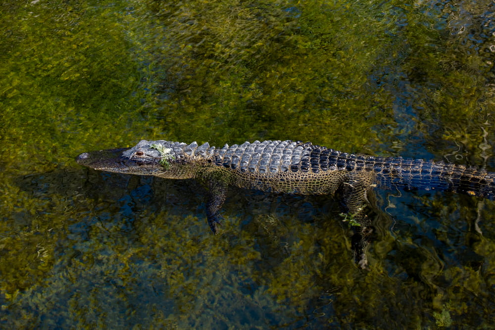 Alligator at Sawgrass Lake Park