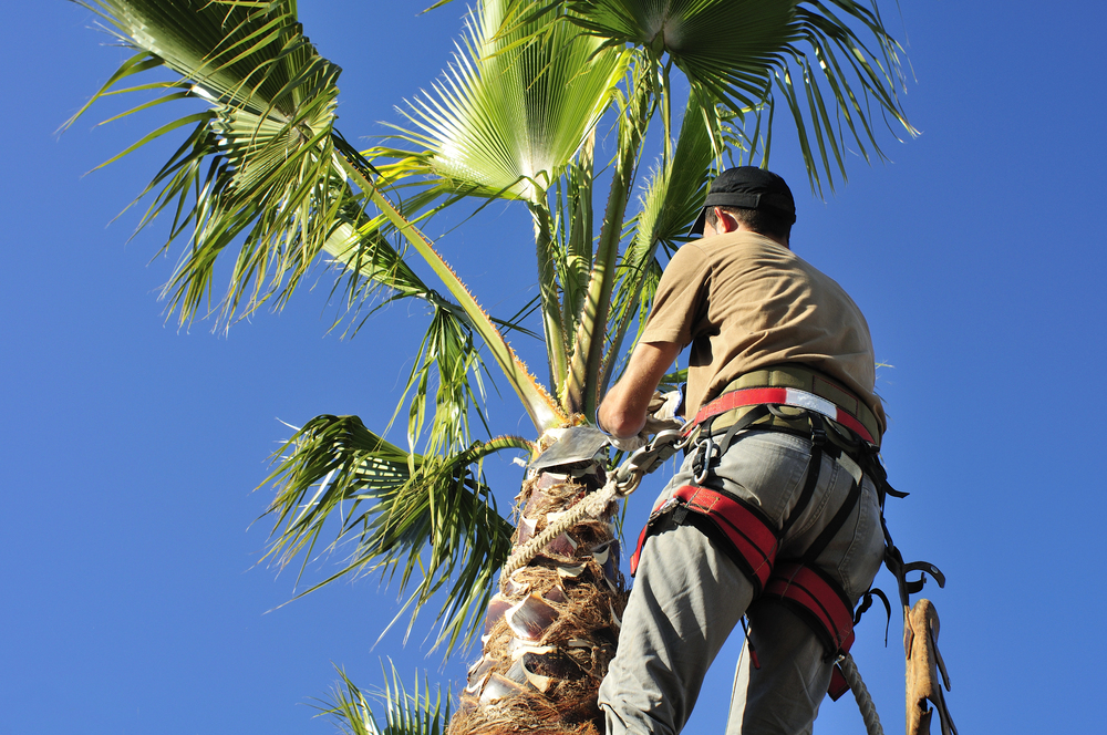 trim trees in Pinellas Parks